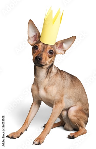 Chihuahua Wearing a Crown