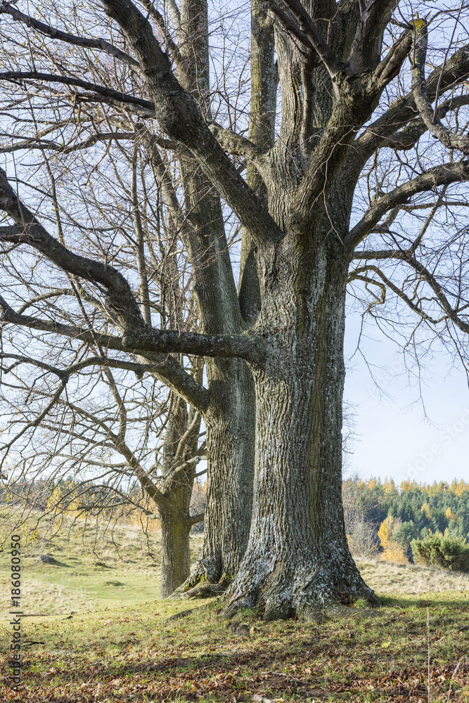 Three trees behind each other without leaves in the autumn sun. Three trees behind each other without leaves in the autumn sun.