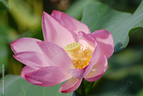 Pink Lotus with green leaf    