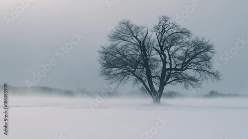 地吹雪 一本桜 ４（スローモーション）