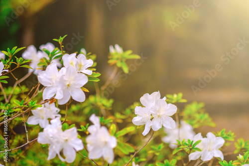Flowers Plantation Nature Landscape Background