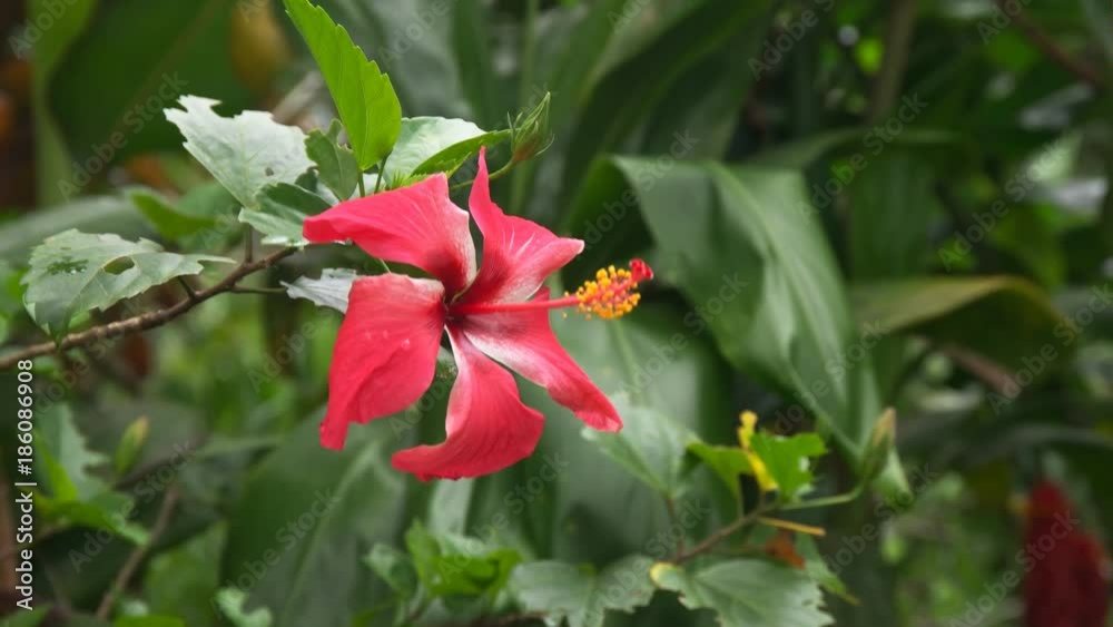 close up of a red hibiscus tropical flower on maui's famous road to hana