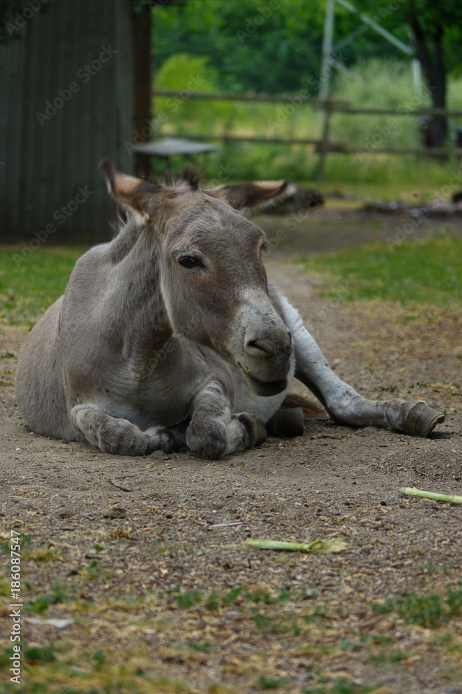 Fototapeta premium lazy grey Donkey lying on the ground