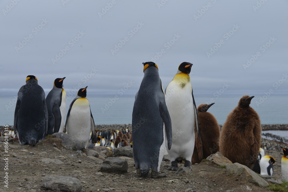 Fototapeta premium King penguin colony in South Georgia (Antarctica)