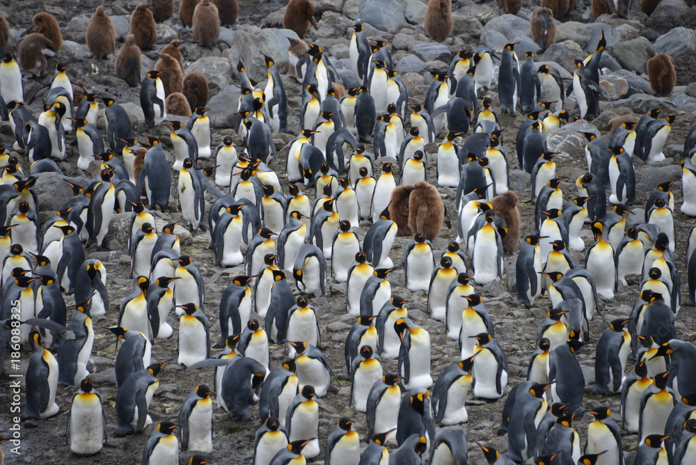 Obraz premium Group pinguins