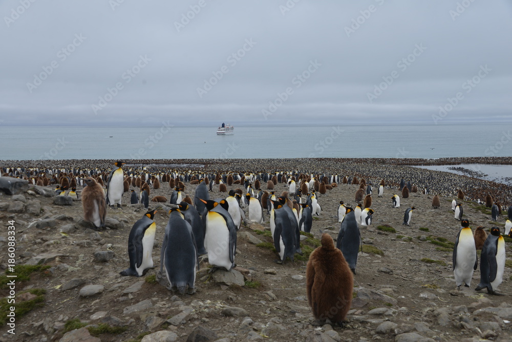 Obraz premium King penguin colony in South Georgia , clear blue sky
