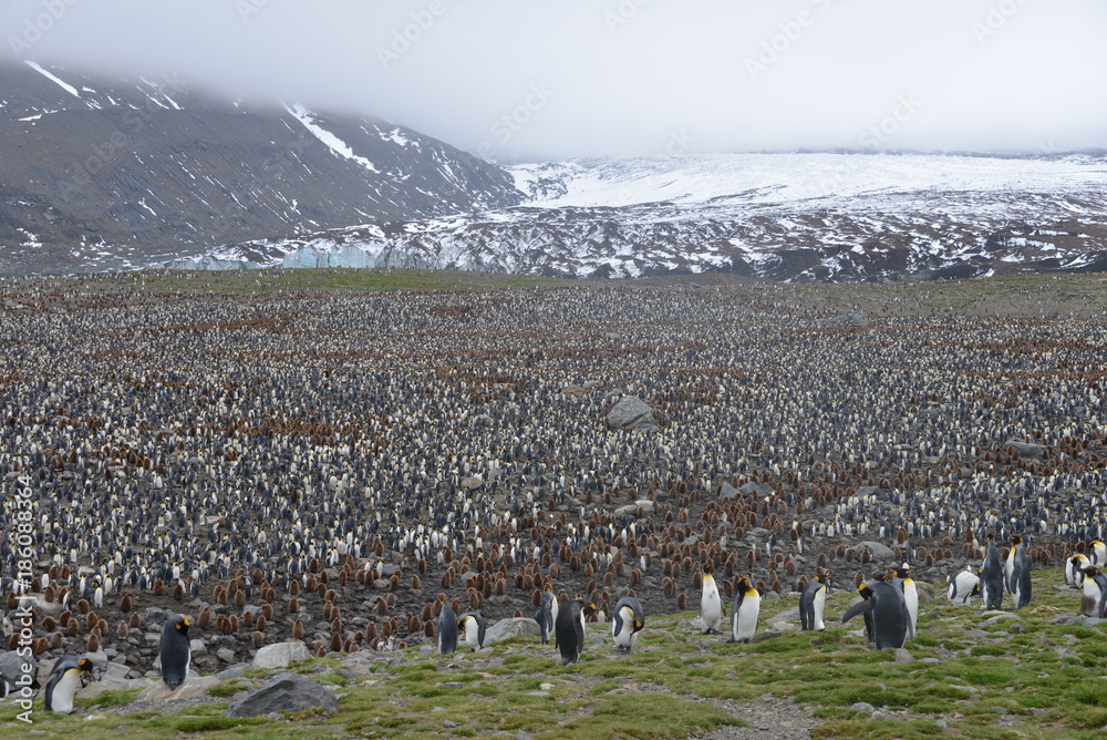 Obraz premium King penguin colony in South Georgia, glacier