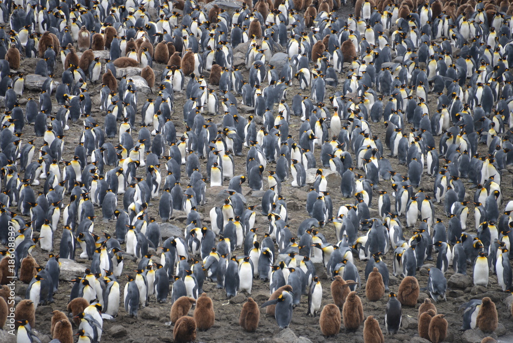 Obraz premium Large King penguin colony in South Georgia