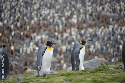 penguin colony in South Georgia