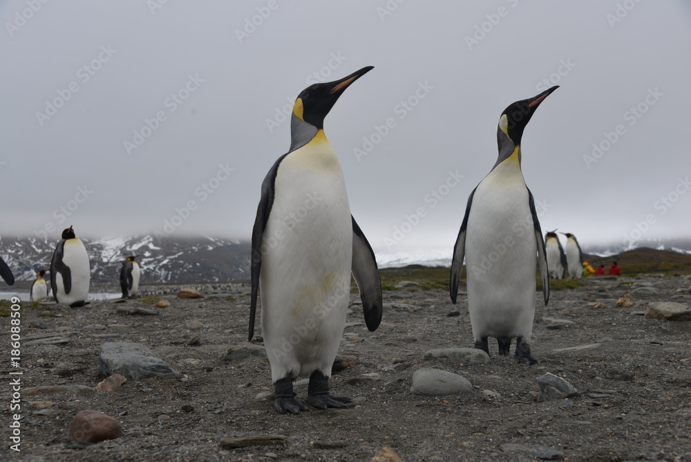 Fototapeta premium King Penguin colony
