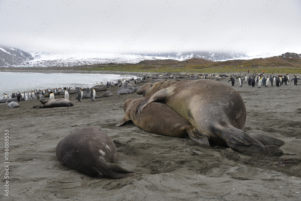 Fototapeta premium King Penguins and elephant seal