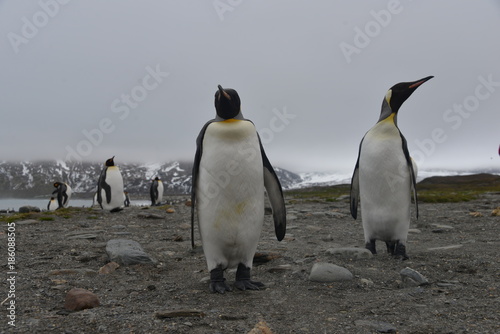 King Penguin big colony