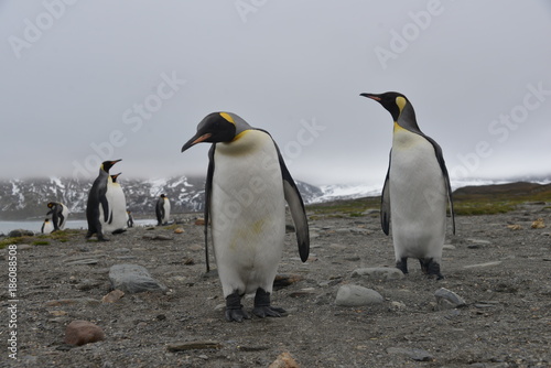 King Penguin large colony