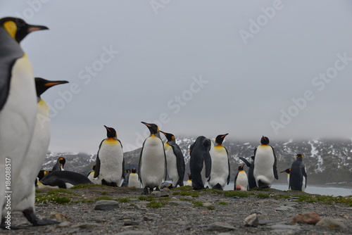 King Penguins kolonie