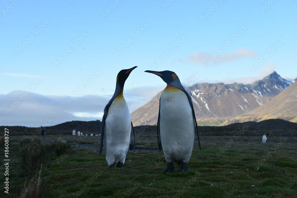 Fototapeta premium Koningspinguins on South Georgia