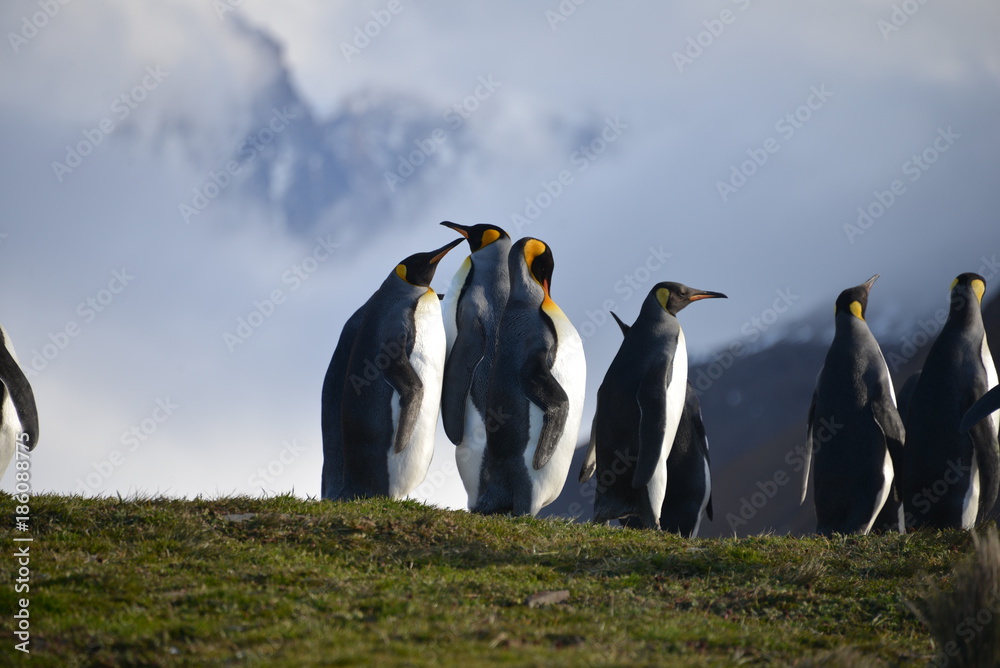 Fototapeta premium King Penguins on South Georgia Isles