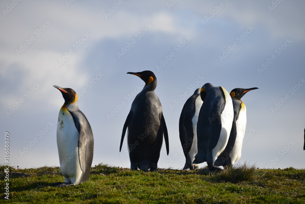 Fototapeta premium King Penguins on South Georgia Isle