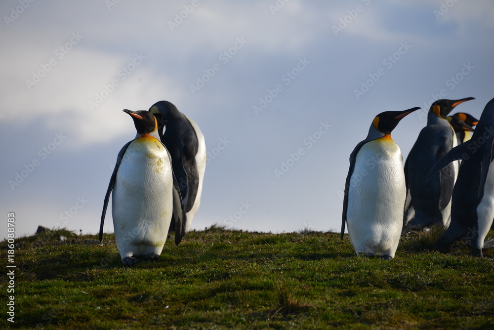Obraz premium Group King Pinguins on South Georgia