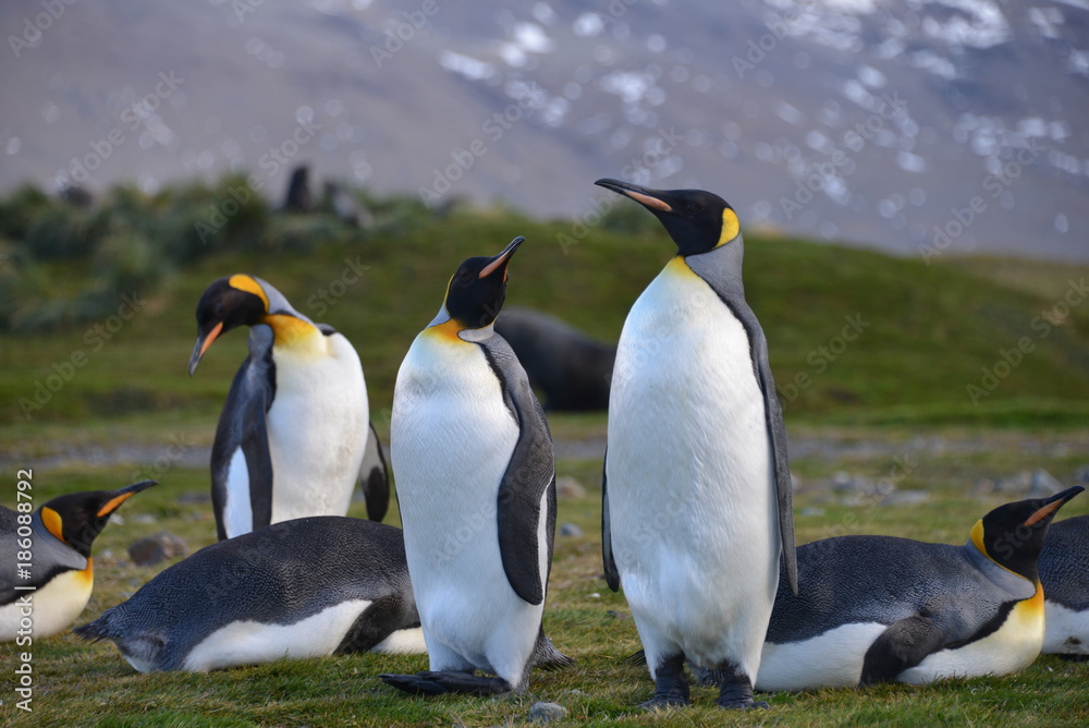 Fototapeta premium Group of king Penguins on South Georgia