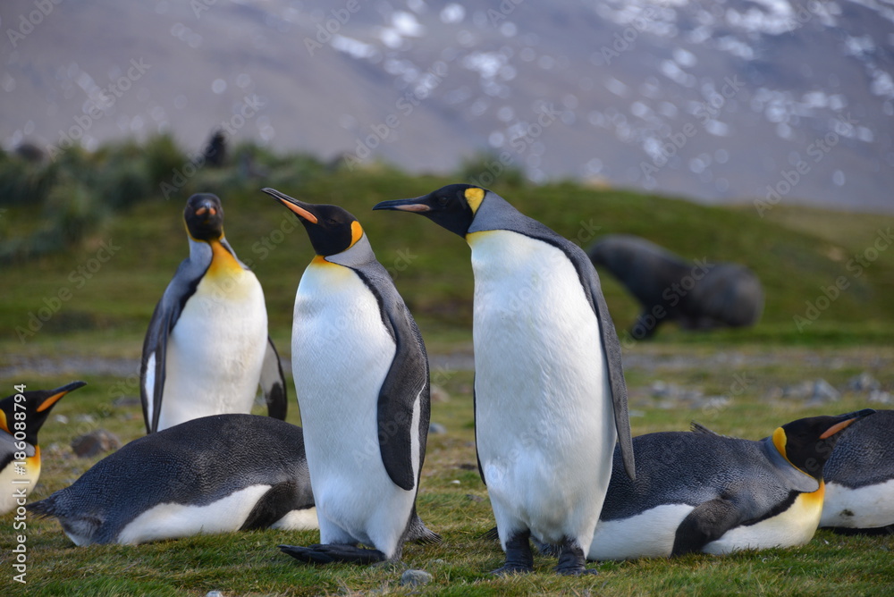 Fototapeta premium Colony Penguins on South Georgia