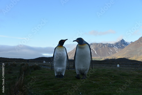 Koningspinguins in South Georgia photo