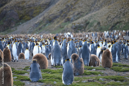 Penguins with babies on South Georgia photo