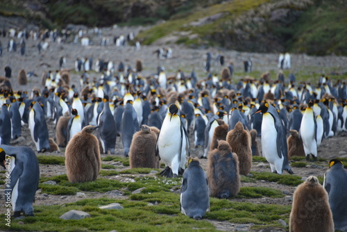 Large group of Penguins on South Georgia photo