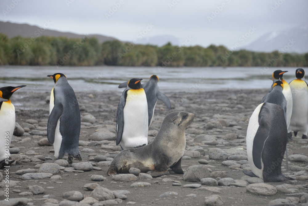 Fototapeta premium Pinguins and seals on South Georgia