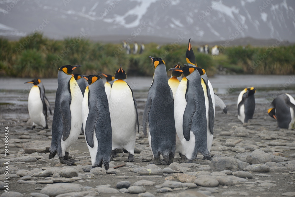 Obraz premium Penguin colony on South Georgia Antarctica