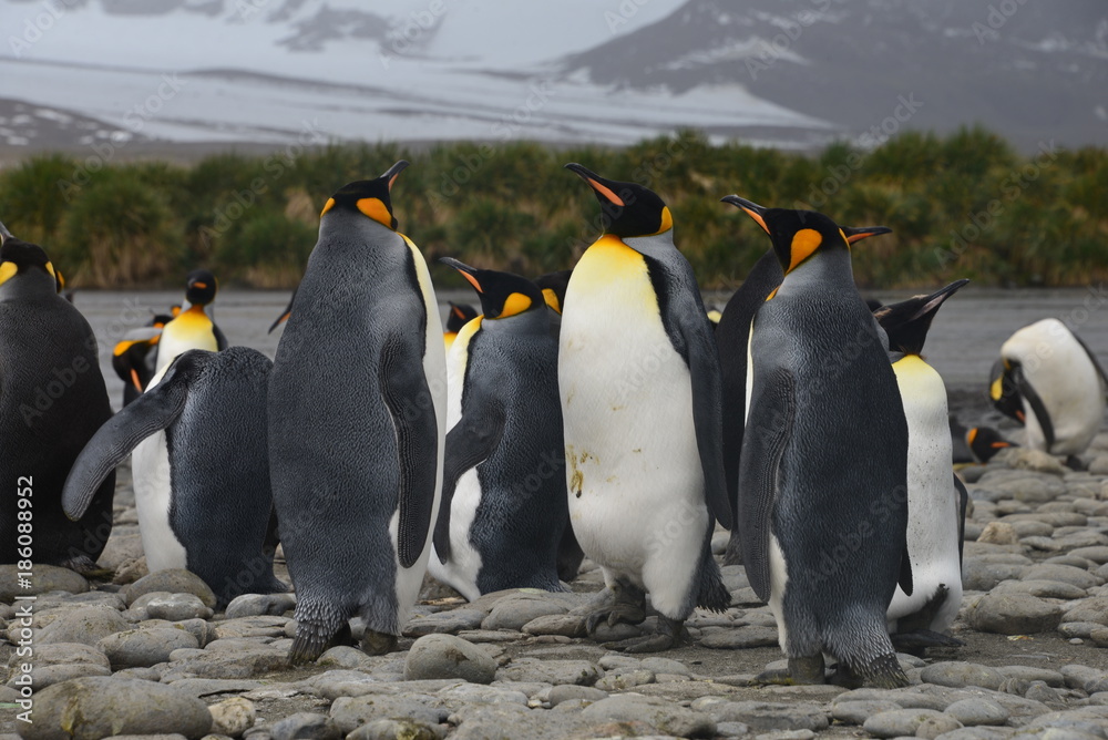 Fototapeta premium Group penguins on South Georgia