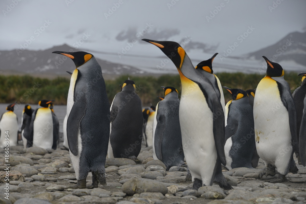 Fototapeta premium Penguins on South Georgia