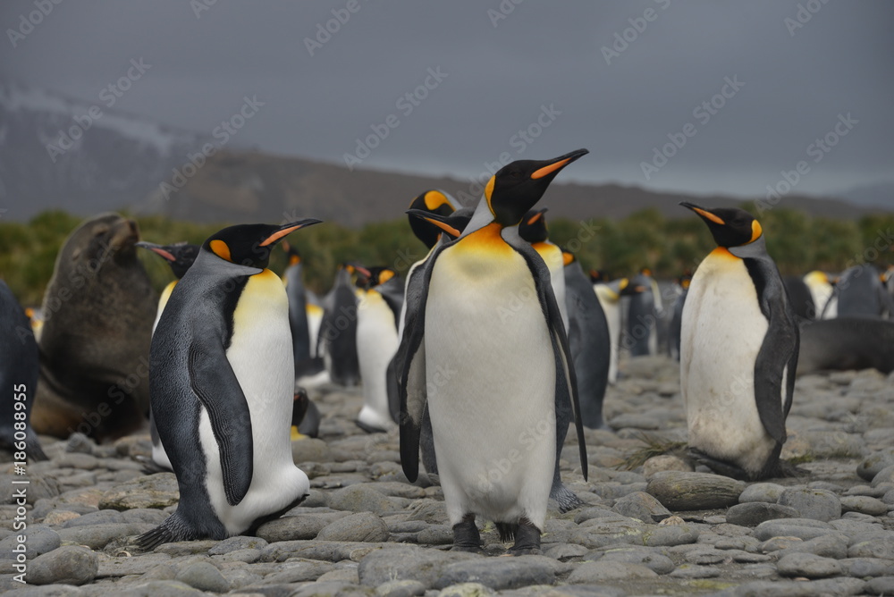 Fototapeta premium King penguins on South Georgia island