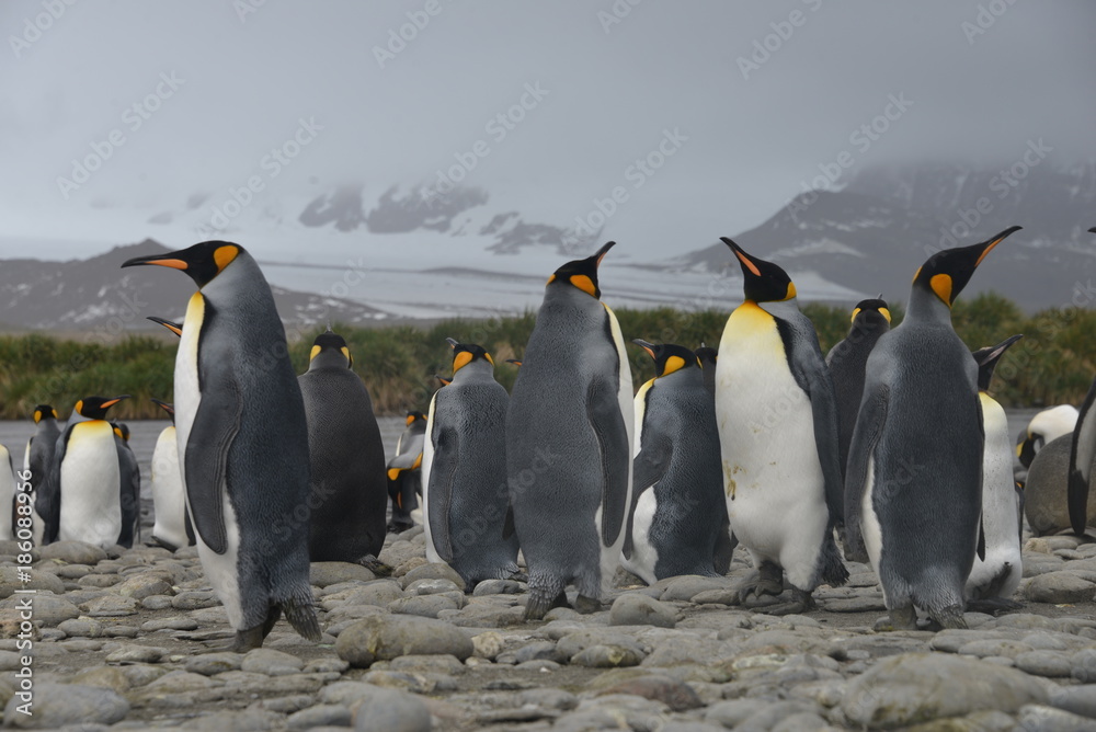 Fototapeta premium Penguin colony on South Georgia