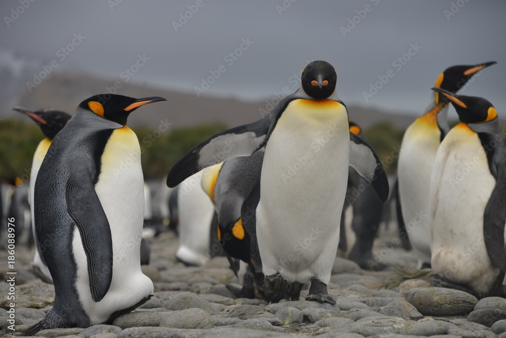 Obraz premium King Penguin colony on South Georgia