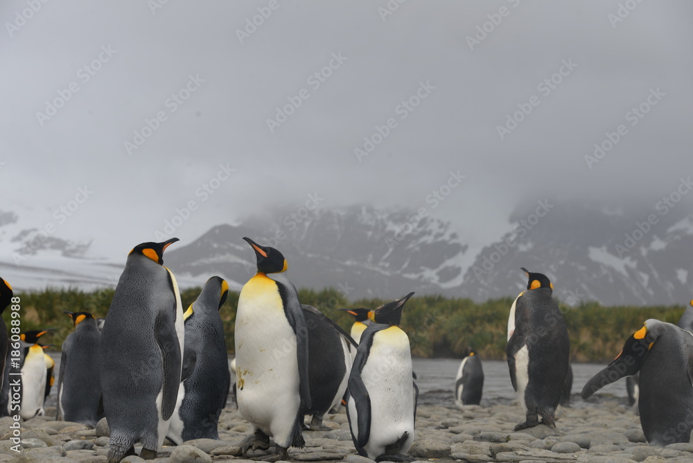 Obraz premium Penguin colony on South Georgia - cloudy