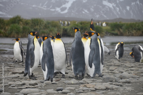 Penguin colony on South Georgia Antarctica