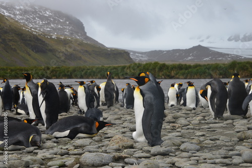 Pinguins on South Georgia