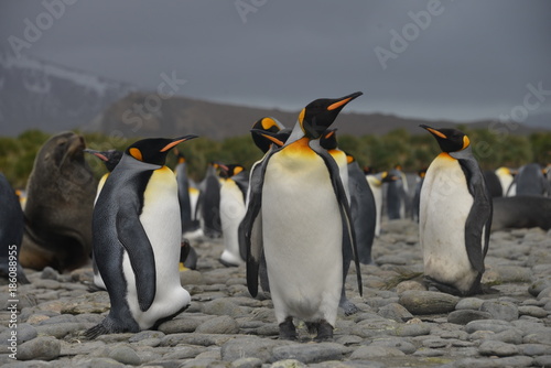 King penguins on South Georgia island