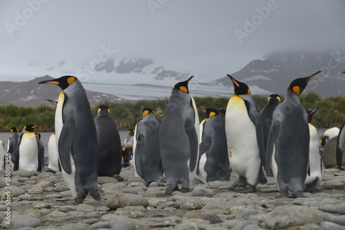 Penguin colony on South Georgia