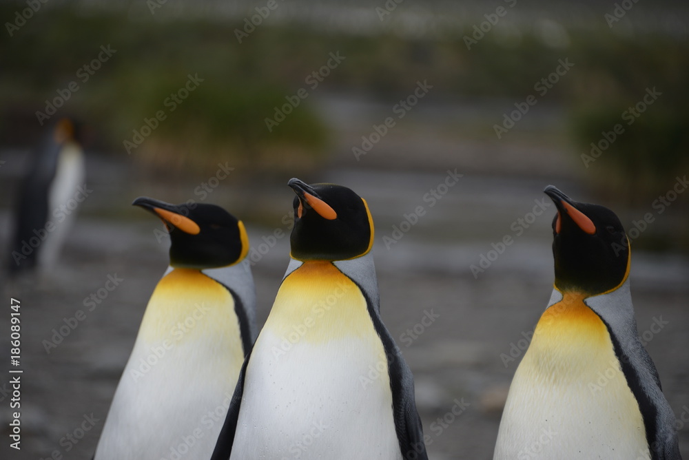 Fototapeta premium Penguin kolonie on South Georgia