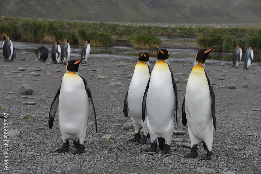 Fototapeta premium Pinguin colony on South Georgia