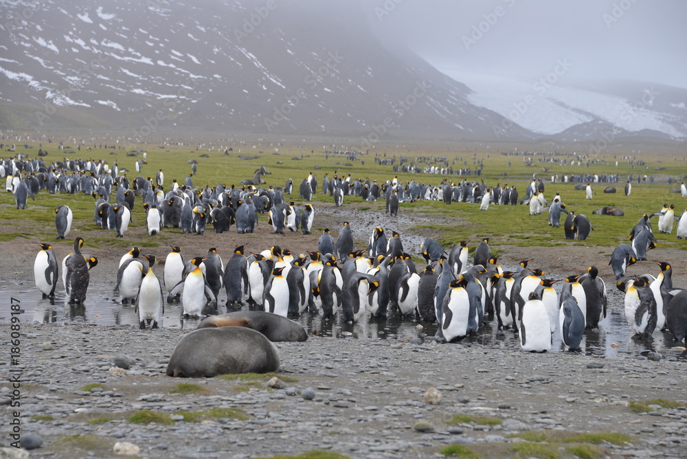 Obraz premium Wildlife on South Georgia