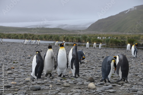 Penguin colonies on South Georgia