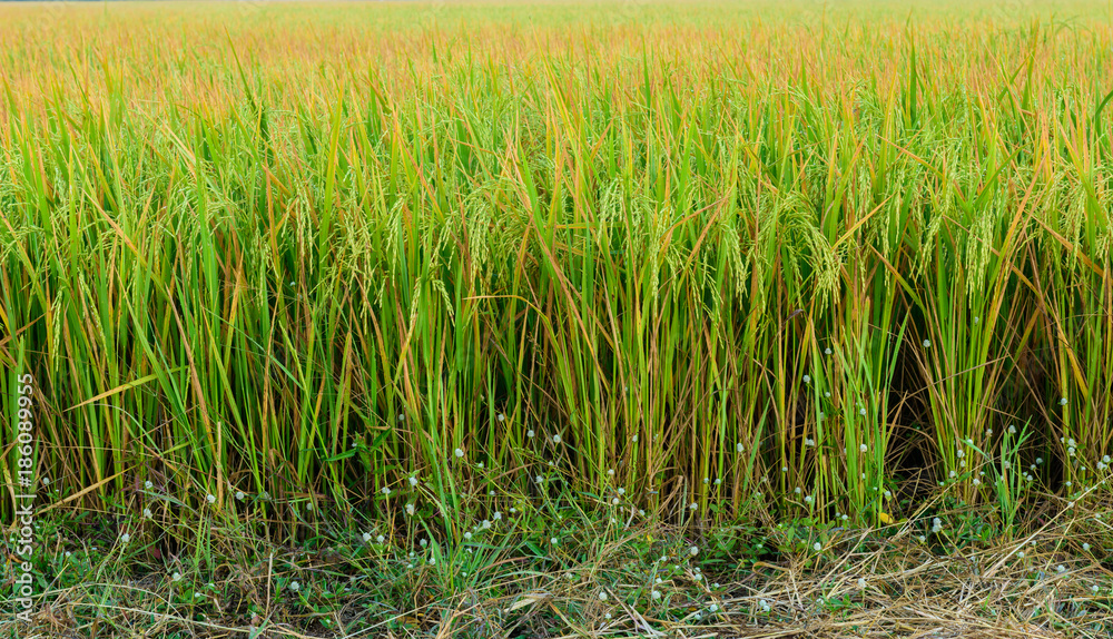 Rice field is Plentiful in thailand