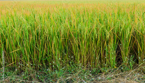 Rice field is Plentiful in thailand