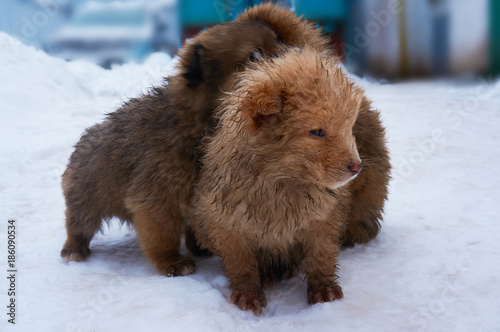 Stray puppies on the street in winter on snow. photo