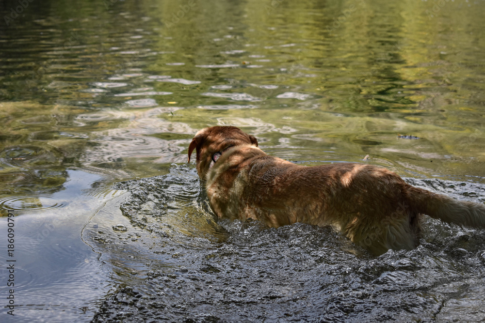 Golden Labrador retriever dog swimming in the water
