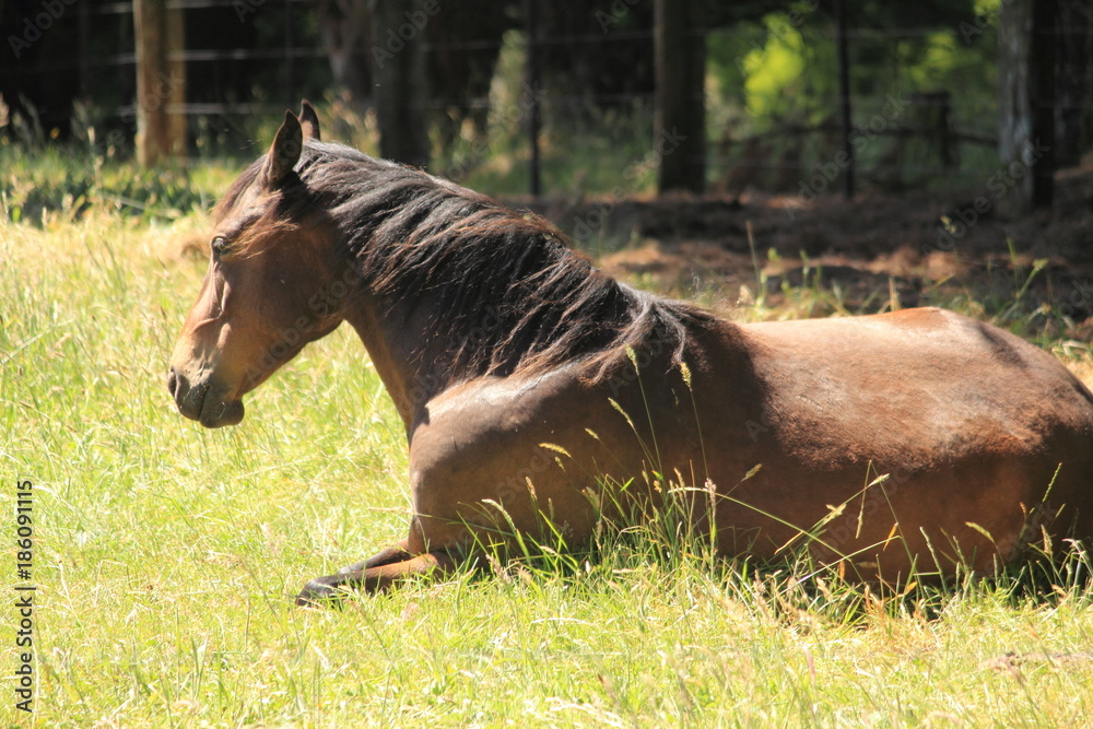 Fototapeta premium Australian horse farm