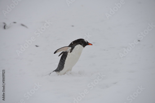 Pinguin in blizzard