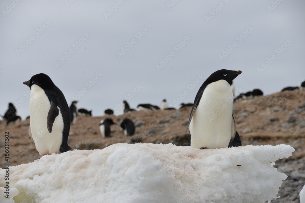 Fototapeta premium Penguin on Antarctica (close up)